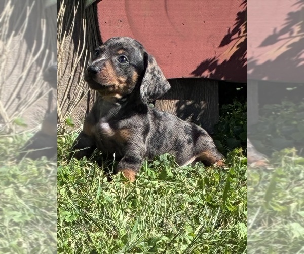 Medium Photo #5 Dachshund Puppy For Sale in SOUTHINGTON, OH, USA