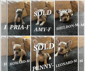 French Bulldog Puppy for sale in STANTON, MI, USA