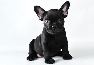 French Bulldog Puppy for sale in Podolsk, Moscow Oblast, Russia