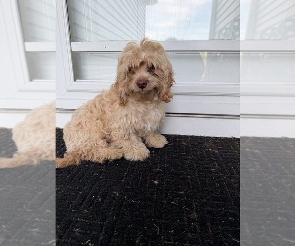 Medium Photo #7 Cockapoo (Miniature) Puppy For Sale in GREENTOWN, IN, USA