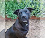 Small #7 American Pit Bull Terrier-Labrador Retriever Mix