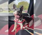 Small #3 American Staffordshire Terrier Mix