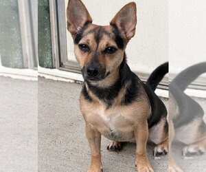 ChaCha - Female Mutt Dog for Adoption - Photo #2
