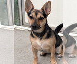 Small Photo #2 Mutt Puppy For Sale in Boston, MA, USA