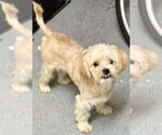 Small Shih Tzu