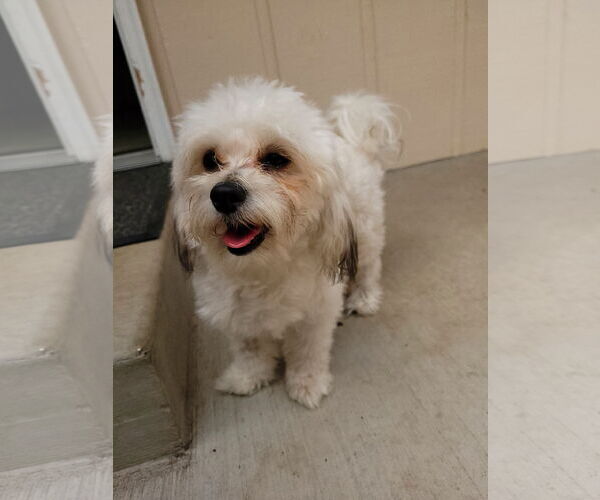 Medium Photo #2 Maltese-Unknown Mix Puppy For Sale in Sequim, WA, USA