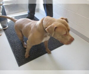 American Pit Bull Terrier Dogs for adoption in Ocala, FL, USA