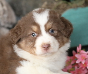 Medium Australian Shepherd