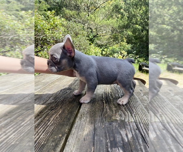 Medium Photo #3 French Bulldog Puppy For Sale in PACIFIC CITY, OR, USA