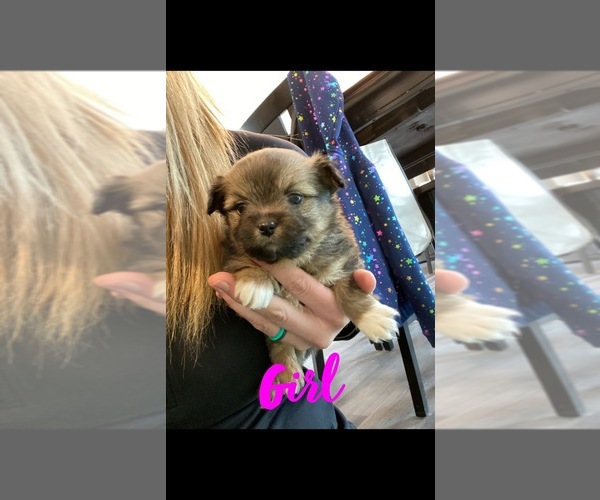 Medium Photo #6 Shiranian Puppy For Sale in FARR WEST, UT, USA