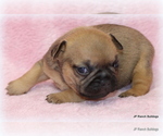 Small Photo #15 French Bulldog Puppy For Sale in WINNSBORO, TX, USA