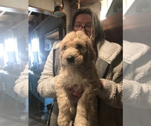 Double Doodle Puppy for sale in BLAKELY, GA, USA
