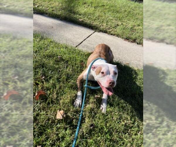 Medium Photo #1 American Pit Bull Terrier Puppy For Sale in Derwood, MD, USA