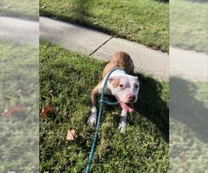 American Pit Bull Terrier Dogs for adoption in Derwood, MD, USA
