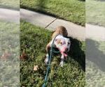 BONITA - Female American Pit Bull Terrier Dog for Adoption - Small photo