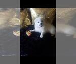 Small Photo #2 Miniature American Eskimo Puppy For Sale in LA HABRA, CA, USA