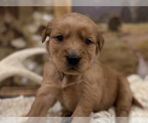 Golden Retriever Puppy for sale in FORDLAND, MO, USA