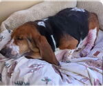 Small #3 Basset Hound