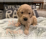 Puppy Miss Peach Golden Retriever