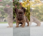 Small #1 French Bulldog