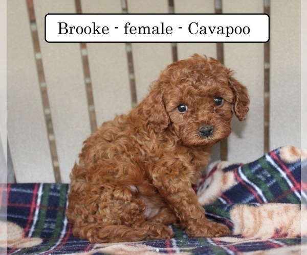 Medium Photo #2 Cavapoo Puppy For Sale in CLARKRANGE, TN, USA