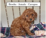 Small #1 Cavapoo
