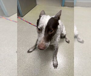 Mutt Dogs for adoption in Las Vegas, NV, USA