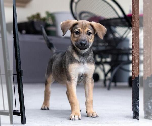 Medium Photo #15 Boxer-Unknown Mix Puppy For Sale in San Diego, CA, USA