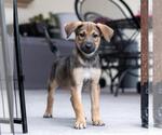 Small #14 Boxer Mix