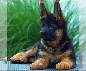 German Shepherd Dog Puppy for sale in DALLAS, TX, USA