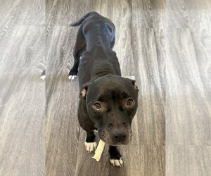 Vicky - Female Mutt Dog for Adoption - Photo #14