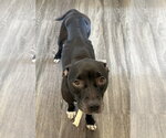 Small Photo #14 Mutt Puppy For Sale in Crete, IL, USA