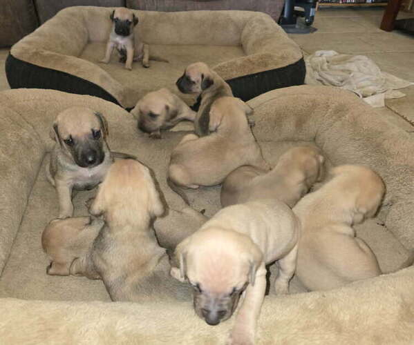 Medium Photo #3 Black Mouth Cur Puppy For Sale in ROYSE CITY, TX, USA