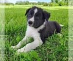 Small #2 Border Collie