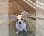 Small #1 Chihuahua Mix