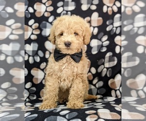 Goldendoodle-Poodle (Miniature) Mix Puppy for sale in OXFORD, PA, USA