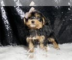 Small #5 Morkie