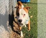 Small American Pit Bull Terrier Mix