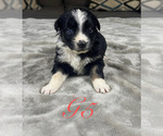 Puppy Girl 5 Australian Shepherd
