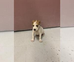 Mutt Dogs for adoption in Conroe, TX, USA
