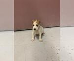 Small Mutt