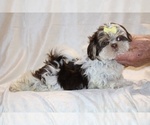 Small #15 Shih Tzu