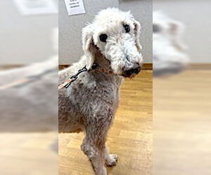 Poodle (Standard) Dogs for adoption in Mount Airy, NC, USA