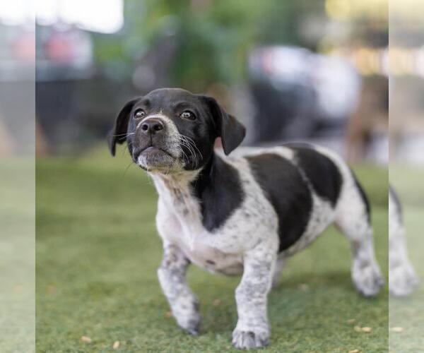 Medium Photo #3 Mutt Puppy For Sale in San Diego, CA, USA