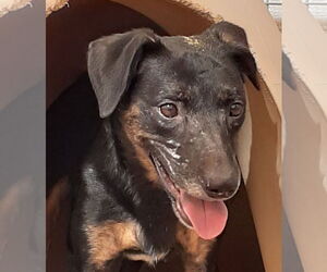 Star - Female Labrador Retriever-Unknown Mix Dog for Adoption - Photo #9