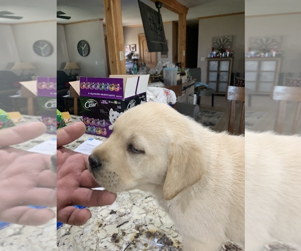 Medium Photo #4 Labrador Retriever Puppy For Sale in ROMOLAND, CA, USA