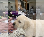 Small Photo #4 Labrador Retriever Puppy For Sale in ROMOLAND, CA, USA