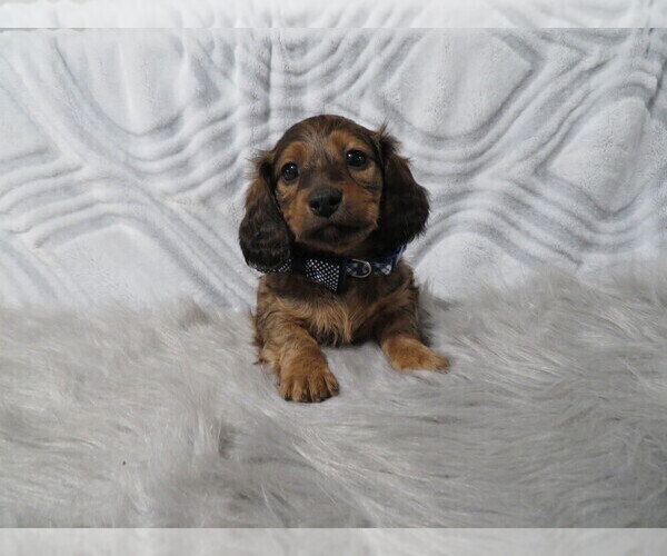 Medium Photo #1 Dachshund Puppy For Sale in HAWESVILLE, KY, USA