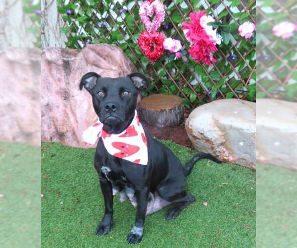 Medium Photo #1 American Pit Bull Terrier-Unknown Mix Puppy For Sale in Oklahoma City, OK, USA