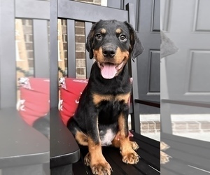 Rottweiler Puppy for sale in INDIANAPOLIS, IN, USA